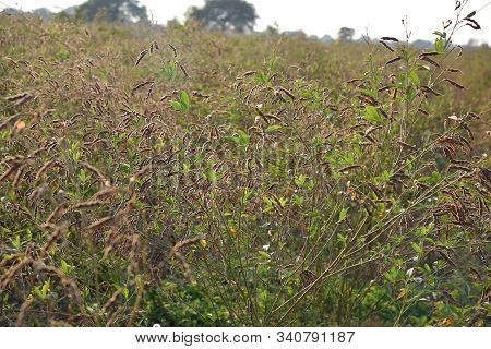 Pigeon Pea Crop In Farm Field Field