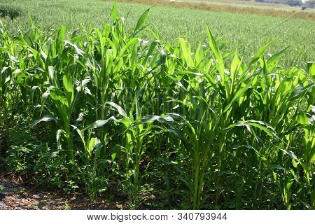 Sorghum Plants (jowar) Growing In Farm Field.