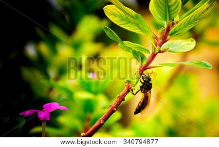 Indian Wasp On A Hiptage Benghalensis Branch
