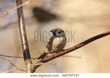Eurasian Tree Sparrow Nature bird pet Nature background Nature pet sunrise morning Nature pet birdie pet sunset Nature pet birds animal Nature background animal sun Nature background animal Nature autumn animal Nature animal background Nature background.