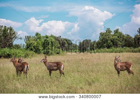 The Water Goat Kobus Ellipsiprymnus Defassa Is A Large And Strong Antelope