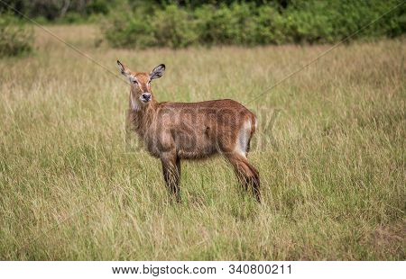 The Water Goat Kobus Ellipsiprymnus Defassa Is A Large And Strong Antelope