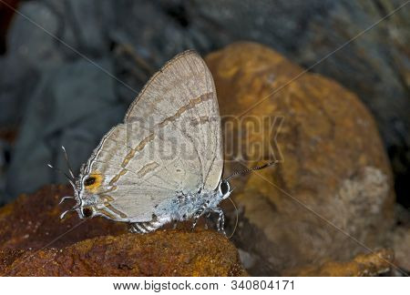 Common Tit, Hypolycaena Erylus Butterfy At Garo Hills In Meghalaya, India