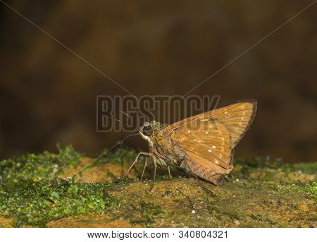 Banded Straw Ace Butterfly, Pithauria Marsena At Garo Hills In Meghalaya, India
