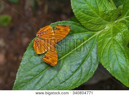 Common Maplet Butterfly, Chersonesia Risa At Garo Hills, Meghalaya, India