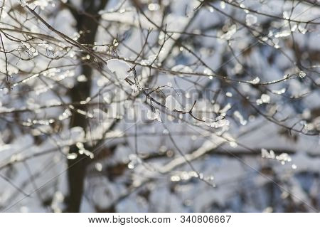 Snow-covered Branches In The Winter Park In The Backlight. Selective Focus