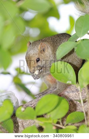 The Sciuridae On Tree. Squirrel, Rodent Mammals
