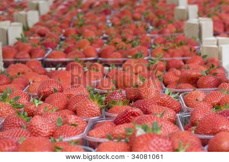 Morangos
