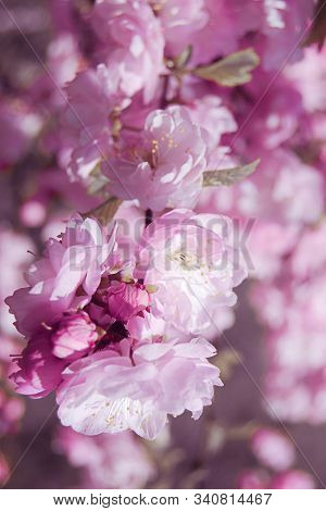 Lush pink Chinese almond tree ( Prunus triloba  Lindl. ) blossom close up