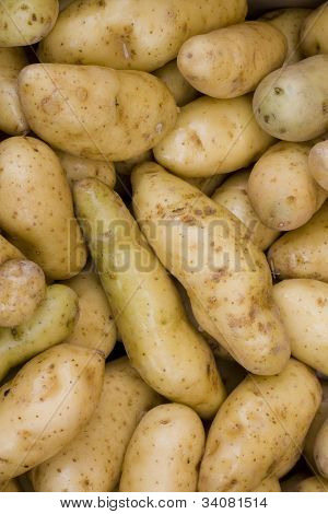Brambory Ratte