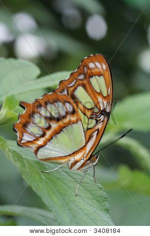 Siproeta stelenes