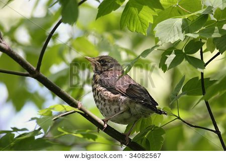 Fieldfare, (turdus Pilaris)