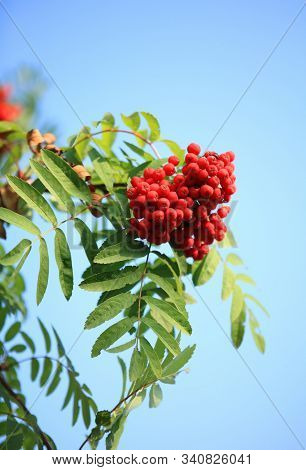 Ashberry With Leafs On Sky Background At Dry Sunny Summer Day
