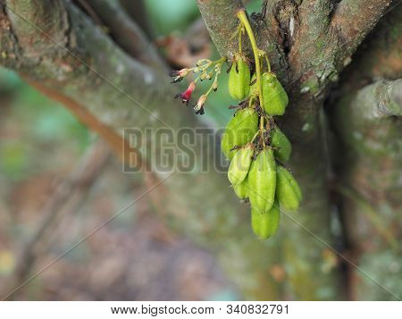 Averrhoa Bilimbi, Oxalidaceae, Bilimbi, Bilimbing, Cucumber Tree Green Fruit