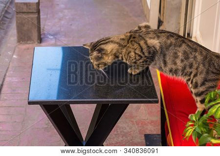 One Of The Many Street Cats In The Cihangir District Of Beyoglu, Istanbul, Turkey
