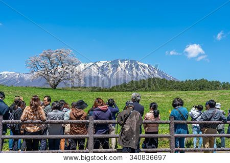 Koiwai Farm Lonesome Cherry Blossoms And Snow Capped Mt. Iwate In Springtime Clear Blue Sky Sunny Da