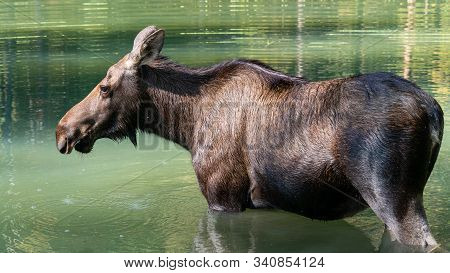 Moose (alces Alces), Image Was Taken In Jasper National Park, Alberta, Canada