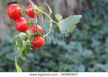 Fresh Cherry Tomatos On The Vine With Leaves Hang Close Up Over A Blurred Natural Garden Background.