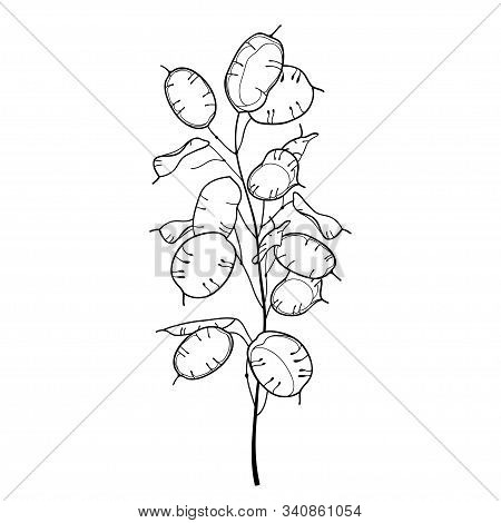 Vector Stem Of Outline Lunaria Or Honesty Or Moonwort Dried Flower Bunch In Black Isolated On White 