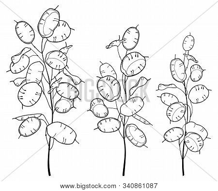Vector Set Of Outline Lunaria Or Honesty Or Moonwort Dried Flower Bunch In Black Isolated On White B