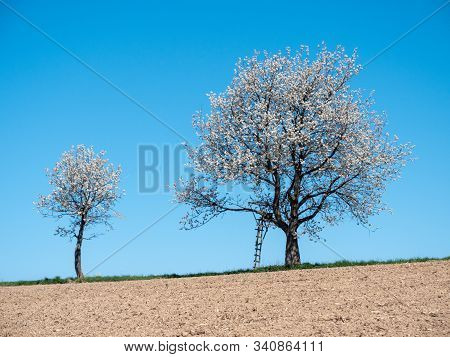 Two Cherry Trees In Full Bloom In A Field On The Cherry Blossom Hiking Trail, Scharten, Upper Austri
