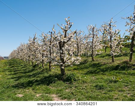 Cherry Plantation In Full Bloom On The Scharten Kirschbluetenwanderweg (scharten Cherry Blossom Hiki