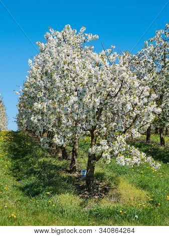 Cherry Plantation Covered With White Blossoms On The Scharten Kirschbluetenwanderweg (scharten Cherr
