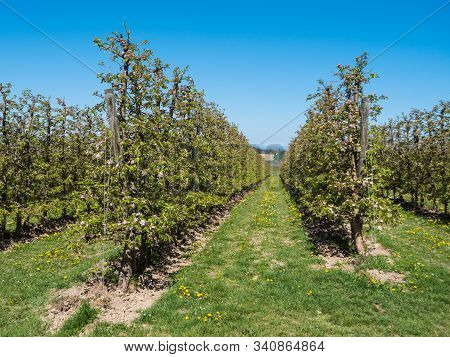 Apple Plantation In Full Bloom Near Scharten, Austria - Rows Of Small Apple Trees