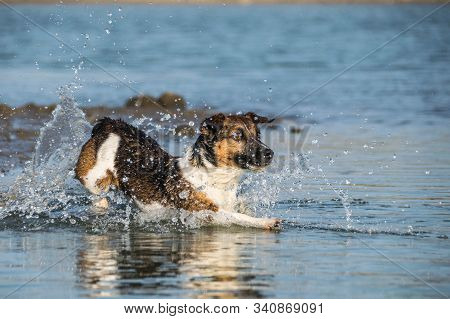 Jack Russel Terier Is Running In The Water. It Was Autumn Photo Workshop.