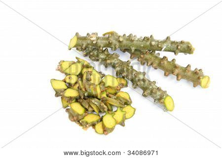 Tinospora crispa