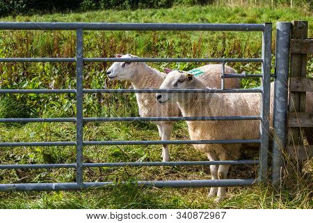 Lleyn Sheep In The Scottish Highlands