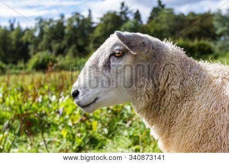 Lleyn Sheep In The Scottish Highlands