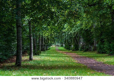 Path Under The Trees