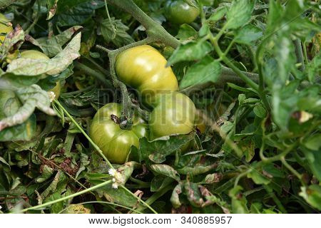 Fresh Tomato Plant In Organic Farm