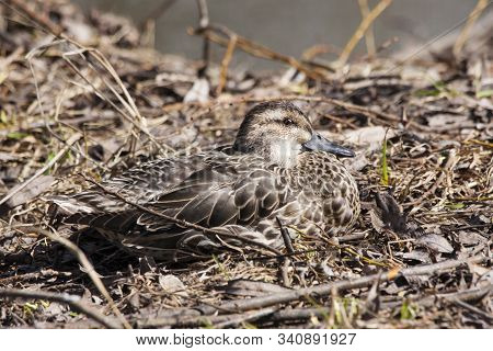 Garganey Spatula Querquedula Female Laying On Ground Near River. Cute Little Brown Duck In Wildlife.
