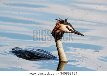 Great Crested Grebe Swimming On Pond. Charming Beautiful Orange White Black Waterbird. Bird In Wildl