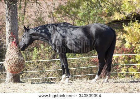 Horse Feeding With Hay Net. Horses Eat Slow And Healthy