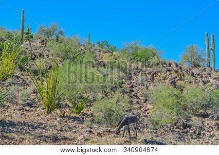 Wild Donkeys, At The Lake Pleasant Regional Park In The Sonora Desert. Saguaro Cactus (carnegiea Gig