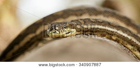 Coastal Carpet Python