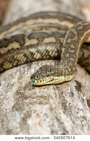 Coastal Carpet Python
