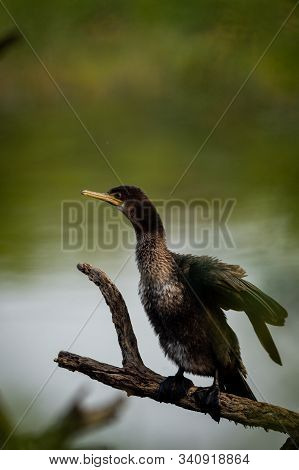 Great Cormorant Or Large Black Cormorant Portrait During Breeding Season At Winters Of Keoladeo Nati