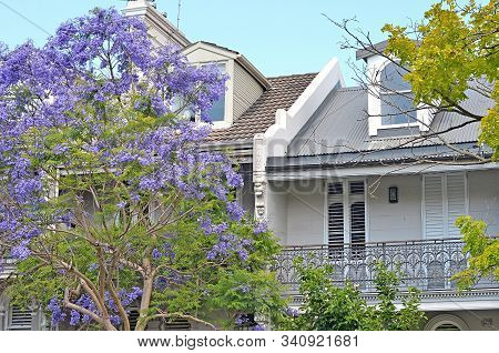 Typical Historical Australian Building With Flowering Jacaranda Tree At The Foreground