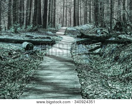 For Flowers Protection Is Used Wooden Path Through A Forest