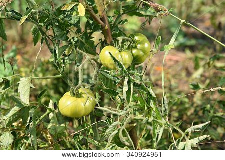 Fresh Tomato Plant In Organic Farm
