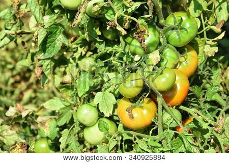 Fresh Tomato Plant In Organic Farm