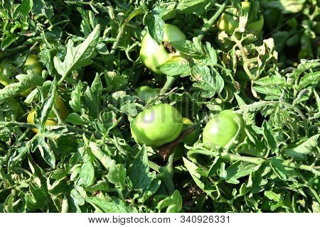 Fresh Tomato Plant In Organic Farm