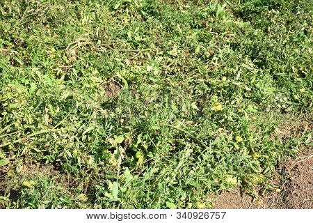 Fresh Tomato Plant In Organic Farm