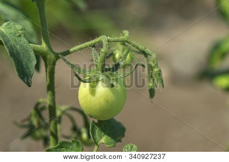 Fresh Tomato Plant In Organic Farm