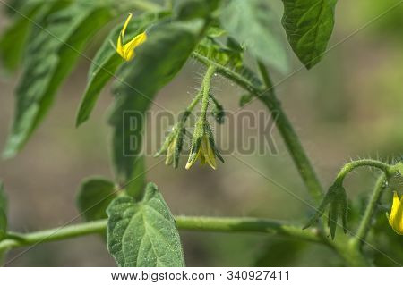 Fresh Tomato Plant In Organic Farm