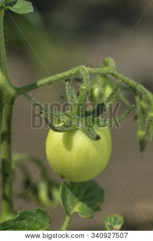 Fresh Tomato Plant In Organic Farm